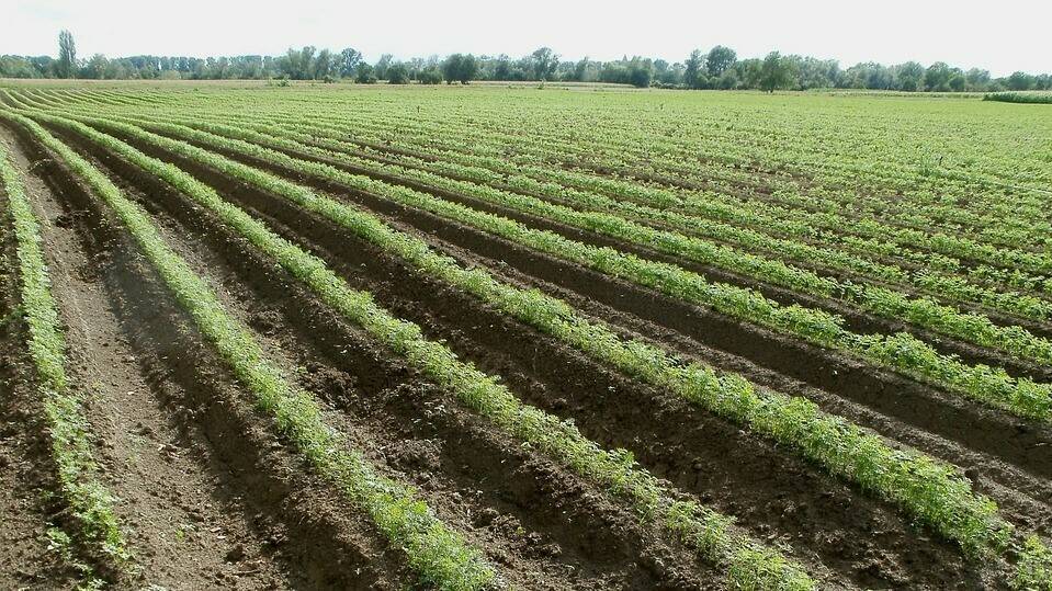 campo de zanahorias fields buena|Masso Welgro_Humus15_20Kg[1]|welgro humus mejor|welgro etiqueta|campo de zanahorias fields-837681_960_720